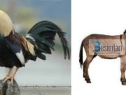 FAKT SHKENCOR: PSE GOMARËT SHOHIN DJAJTË NDËRSA GJELAT E FUSHËS SHOHIN ENGJËJT?