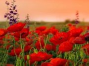 VAJZA ME TË CILËN KEMI RA NË DASHURI TË GJITHË!!