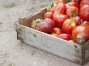 10 ushqime që nuk ruhen në frigorifer