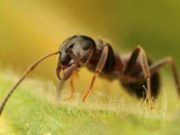 SULEJMANI ALEJHI SELAM E PYET MILINGONËN!