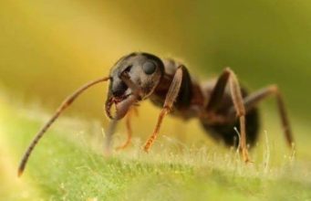 SULEJMANI ALEJHI SELAM E PYET MILINGONËN!