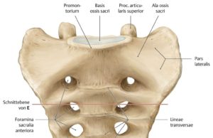 Ky eshte kërbishti, ashti i fundit i kurrizit