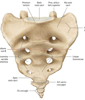 Ky eshte kërbishti, ashti i fundit i kurrizit