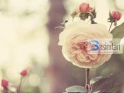 A DO HYJ NË XHENET?