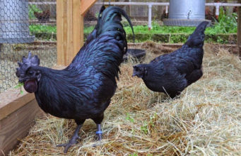 Ayam Cemani, pula e zezë e Indonezisë