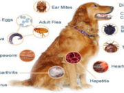 Pse i Dërguari i Allahut salAllahu alejhi we selam ndaloi mbajtjen e qenve në shtëpi?