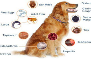 Pse i Dërguari i Allahut salAllahu alejhi we selam ndaloi mbajtjen e qenve në shtëpi?