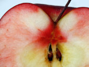 A janë farat e mollës të shëndetshme apo të helmëta?