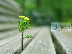 SHKAQET QË TË SHPIEJNË DREJT LUMTURISË | Besimtari.com