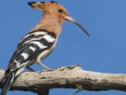 Sakrifica e pupëzes për dawetin