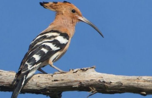 Sakrifica e pupëzes për dawetin