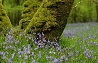 Katër gjëra sjellin kënaqësi e lumturi,
