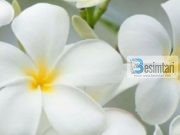 SHKAQET QË TË SHPIEJNË DREJT LUMTURISË SË VËRTETË