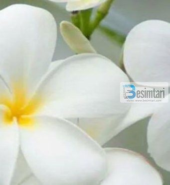 SHKAQET QË TË SHPIEJNË DREJT LUMTURISË SË VËRTETË