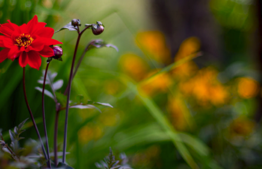 Lule për nënën, sa nuk është bërë vonë !