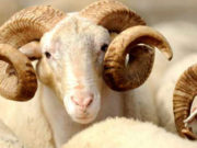 Mëshira që gjendet në praktikën islame të therjes së kafshëve