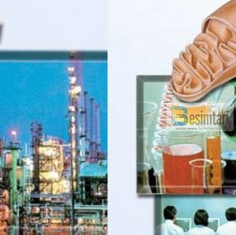 SubhanAllah – Rafineria e naftës në trupin tonë | Besimtari.com