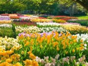 Nëse një burrit i ka vdekur gruaja dhe është martuar përsëri, a do takohet me gruan e tij të parë në xhenet?