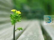 SHKAQET QË TË SHPIEJNË DREJT LUMTURISË | Besimtari.com