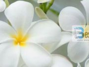 SHKAQET QË TË SHPIEJNË DREJT LUMTURISË SË VËRTETË