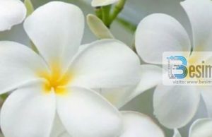 SHKAQET QË TË SHPIEJNË DREJT LUMTURISË SË VËRTETË