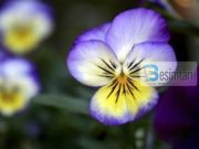 KUSH BESON NË ALLAHUN DHE DITËN E FUNDIT … !