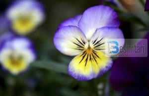 KUSH BESON NË ALLAHUN DHE DITËN E FUNDIT … !