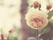 SI ARRIHET SHKALLA E LARTË E DEVOTSHMËRISË?!