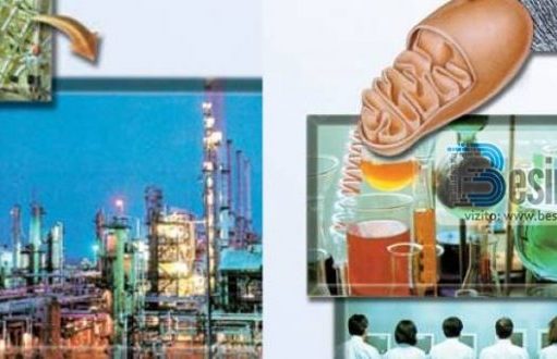 SubhanAllah – Rafineria e naftës në trupin tonë | Besimtari.com