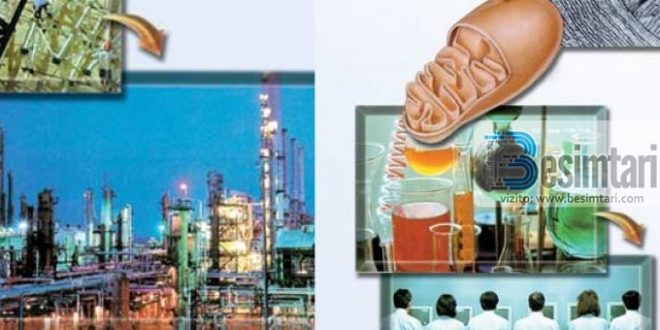 SubhanAllah – Rafineria e naftës në trupin tonë | Besimtari.com
