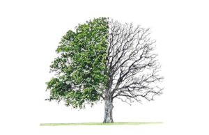 TI JE PENG I VEPRAVE TUA!