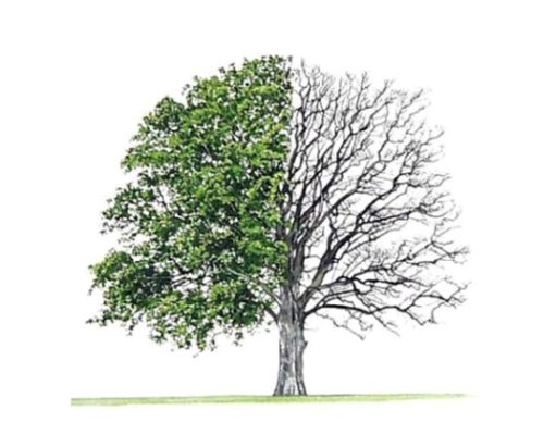 TI JE PENG I VEPRAVE TUA!