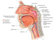 TË FOLURIT-ZËRI, ARGUMENT I EKZISTENCËS SË KRIJUESIT!