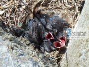 A E DINI SE CILA ISHTE LUTJA e Davudit Alejhi Selam