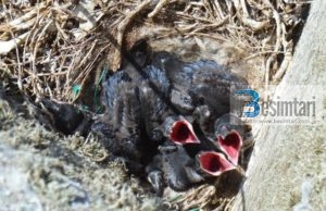 A E DINI SE CILA ISHTE LUTJA e Davudit Alejhi Selam