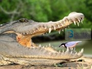 A E DINI SE : cfare domethenje interesante ka kjo qe po e shikoni??!