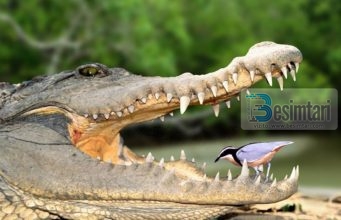 A E DINI SE : cfare domethenje interesante ka kjo qe po e shikoni??!