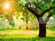 Ja kush është njeriu i falimentuar