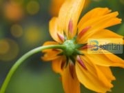 Fjalët që sjellin një mijë sevape dhe fshijnë një mijë mëkate