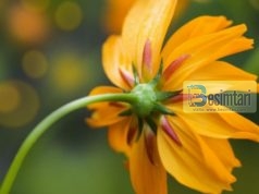 Fjalët që sjellin një mijë sevape dhe fshijnë një mijë mëkate