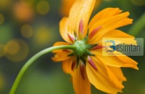 Fjalët që sjellin një mijë sevape dhe fshijnë një mijë mëkate