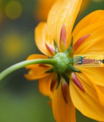 Fjalët që sjellin një mijë sevape dhe fshijnë një mijë mëkate