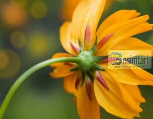 Fjalët që sjellin një mijë sevape dhe fshijnë një mijë mëkate