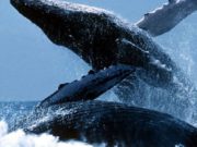 Ka qëndruar i mbyllur në tri errësira në një dry. Çelësi i tij ishte:…