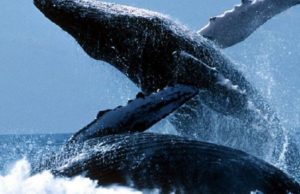 Ka qëndruar i mbyllur në tri errësira në një dry. Çelësi i tij ishte:…