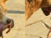 Edhe kafsha me e dhimbsur se njeriu!