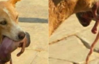 Edhe kafsha me e dhimbsur se njeriu!