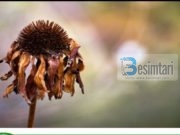 Durimi në vdekjen e fëmijëve