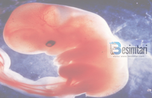 4 Etapat qe kalon jeta e njeriut