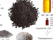 Fara e zezë (Habbetus-sevda) | Mjeksia Islame